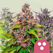 Feminisiert Mix – Royal Queen Seeds – Feminized