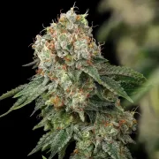 Haze Berry