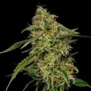 Lemon Shining Silver Haze