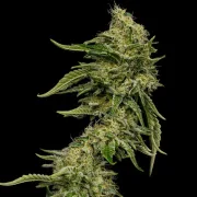 Lemon Shining Silver Haze
