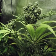 Northern Light