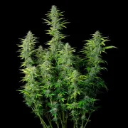 Northern Light Auto