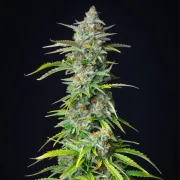 Northern Light Auto