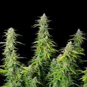 Northern Light Auto
