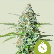 Northern Light Auto – Royal Queen Seeds – Autoflowering