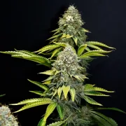 OG Kush