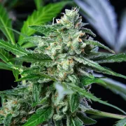 Royal AK Auto