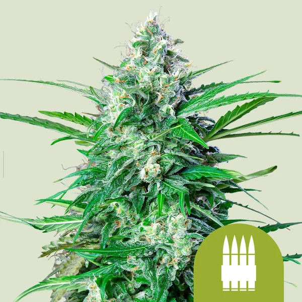 Royal AK Auto – Royal Queen Seeds – Autoflowering