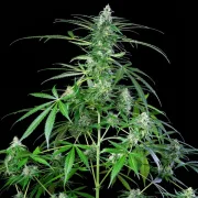 Royal AK Auto