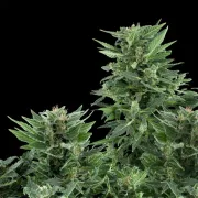 Royal AK Auto