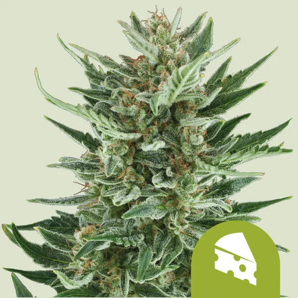 Royal Cheese Auto – Royal Queen Seeds – Autoflowering