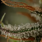Royal Cookies