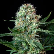 Royal Cookies