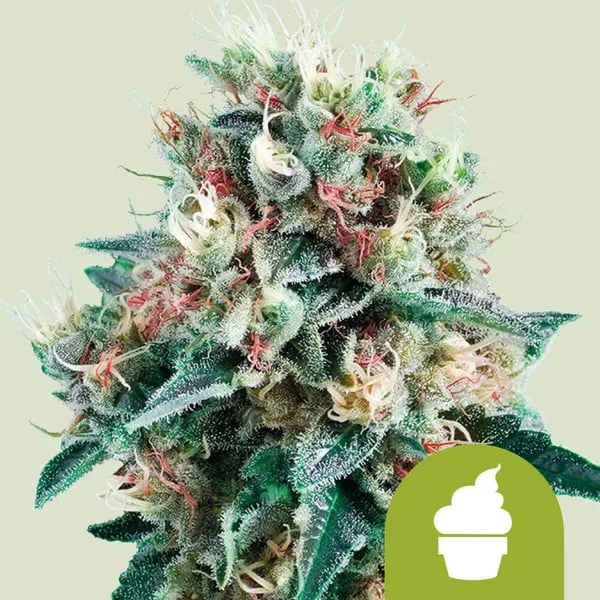 Royal Creamatic Auto – Royal Queen Seeds – Autoflowering