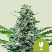 Royal Critical Auto – Royal Queen Seeds – Autoflowering