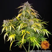 LSD Auto – Barneys Farm – Autoflowering