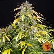 LSD Auto