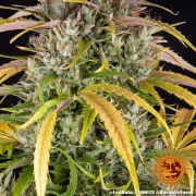 LSD Auto – Barneys Farm – Autoflowering