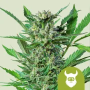 Royal Dwarf Auto – Royal Queen Seeds – Autoflowering