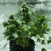 Royal Dwarf Auto – Royal Queen Seeds – Autoflowering