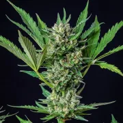 Royal Dwarf Auto – Royal Queen Seeds – Autoflowering