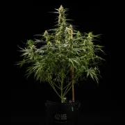 Royal Kush Auto