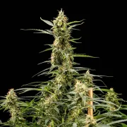 Royal Kush Auto