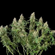 Shining Silver Haze