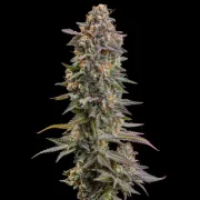 Somango XL