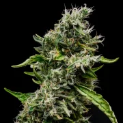 Sour Diesel