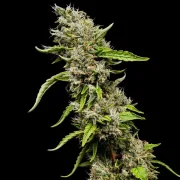 Sour Diesel