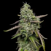 Special Kush #1
