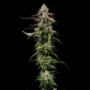 Special Kush #1