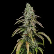 Special Kush #1