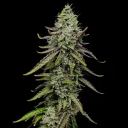 Special Kush #1