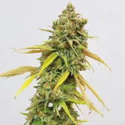 Special Queen #1