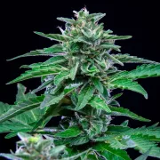 Stress Killer Auto CBD – Royal Queen Seeds – Autoflowering