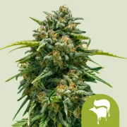 Sweet Skunk Auto – Royal Queen Seeds – Autoflowering