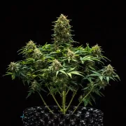 Sweet Skunk Auto