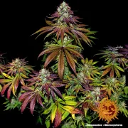 Mimosa Evo