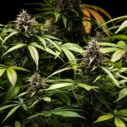 White Widow Auto