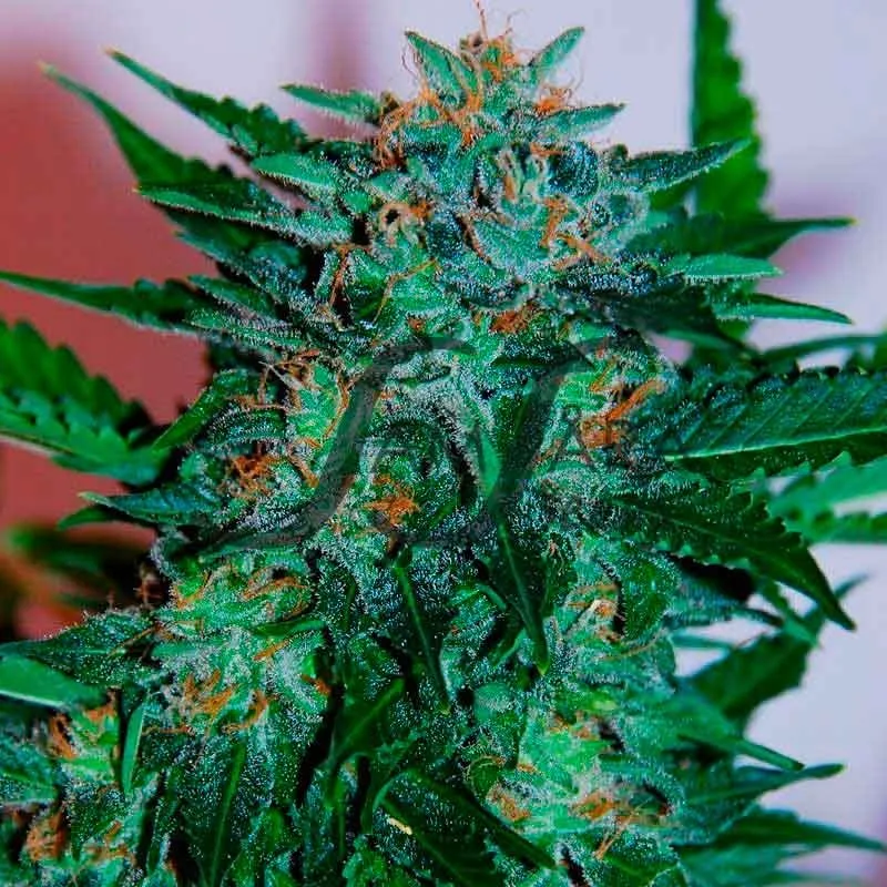 Flash Babylon Automatic – Samsara Seeds – Autoflowering