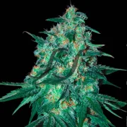 Jekyll Passion – Samsara Seeds – Feminized