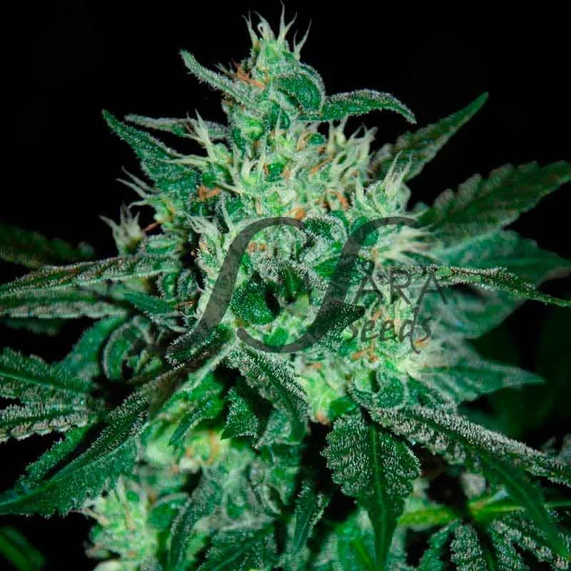 Spicy White Devil – Samsara Seeds – Feminized