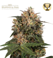 Blackberry Gum – Seed Stockers – Feminized