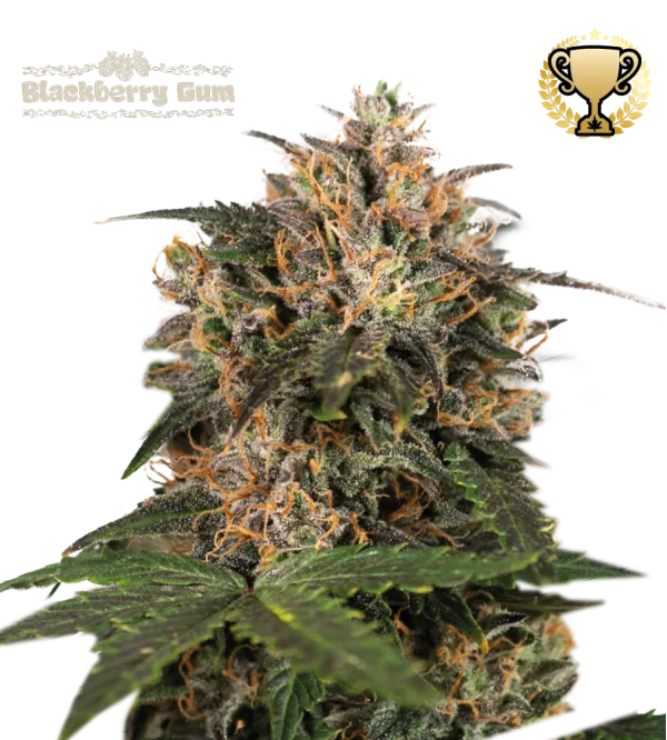 Blackberry Gum – Seed Stockers – Feminized