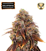 Gelato 41 – Seed Stockers – Feminized