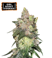 Girl Scout Cookies – Seed Stockers – Feminized