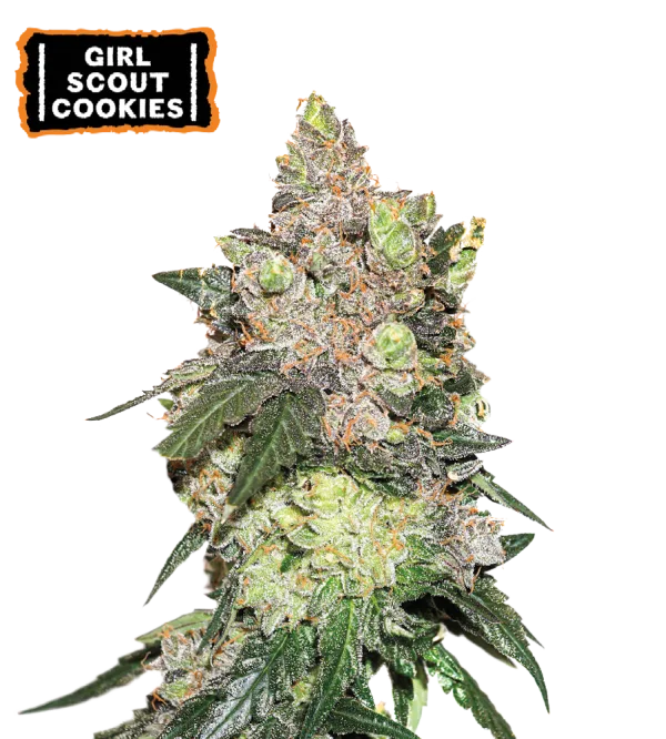 Girl Scout Cookies – Seed Stockers – Feminized