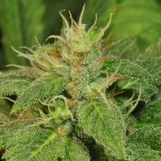 Electric Lemon G Regular cannabis flower bud by TH Seeds